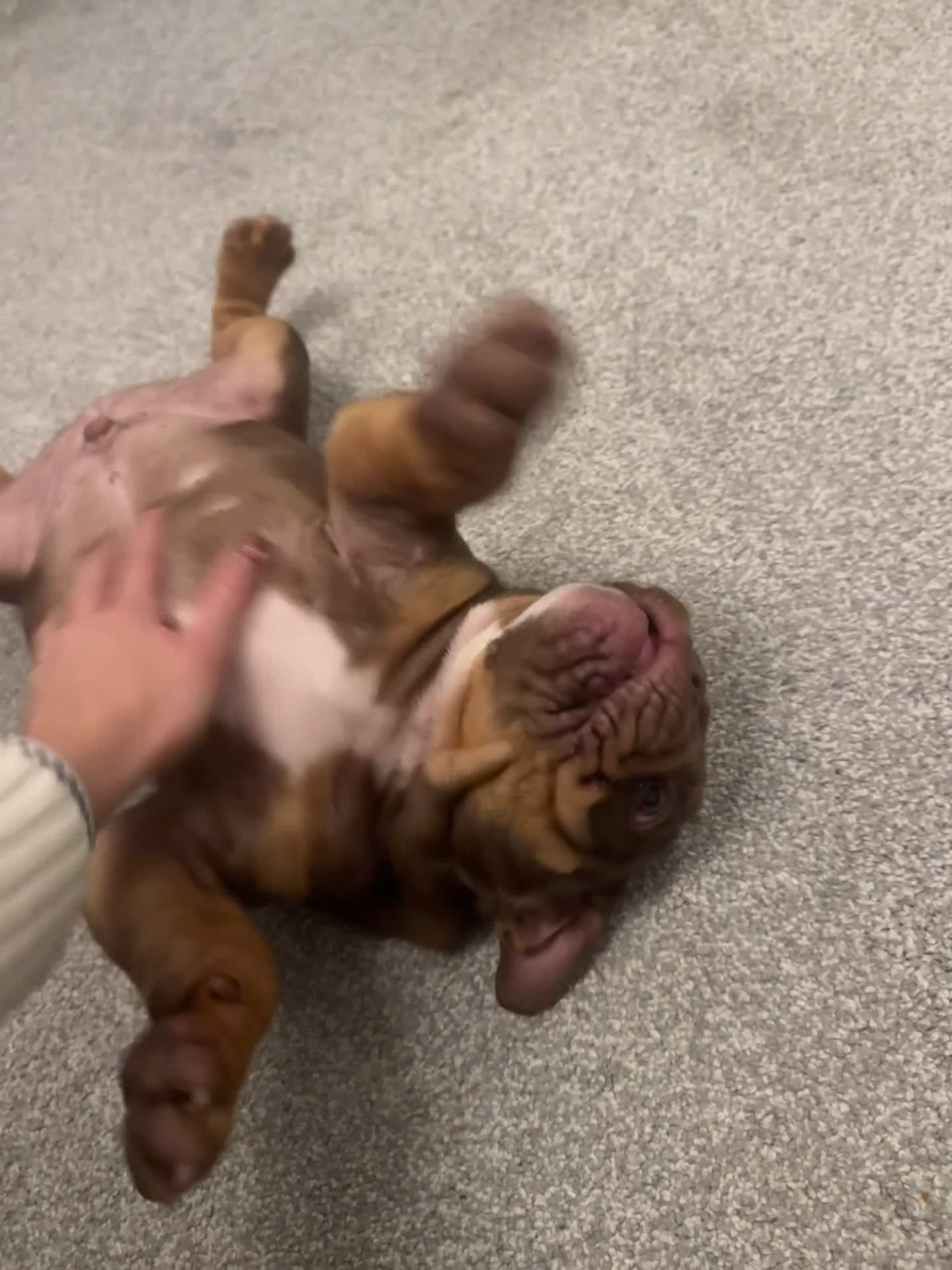 English Bulldog dogs for sale: Stunning chocolate boy - Video 2