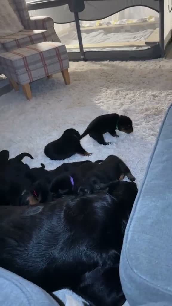 Rottweiler dogs for sale: rottweiler puppys - Video 2