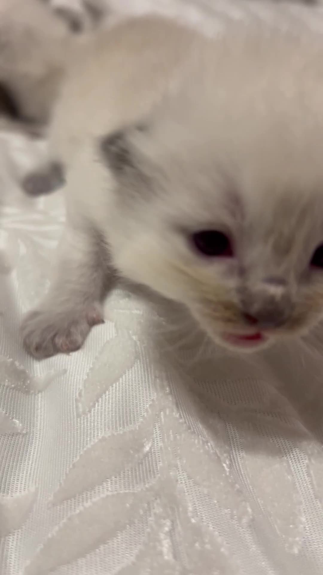 Ragdoll cats for sale: 5 beautiful fluffy ragdolls in Henley-in-Arden - Video 1