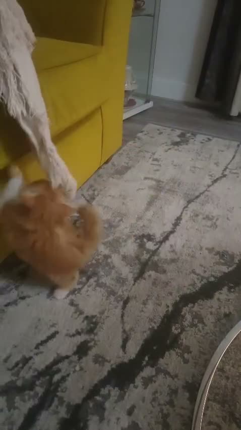 Persian cats for sale: Honey  - Video 2