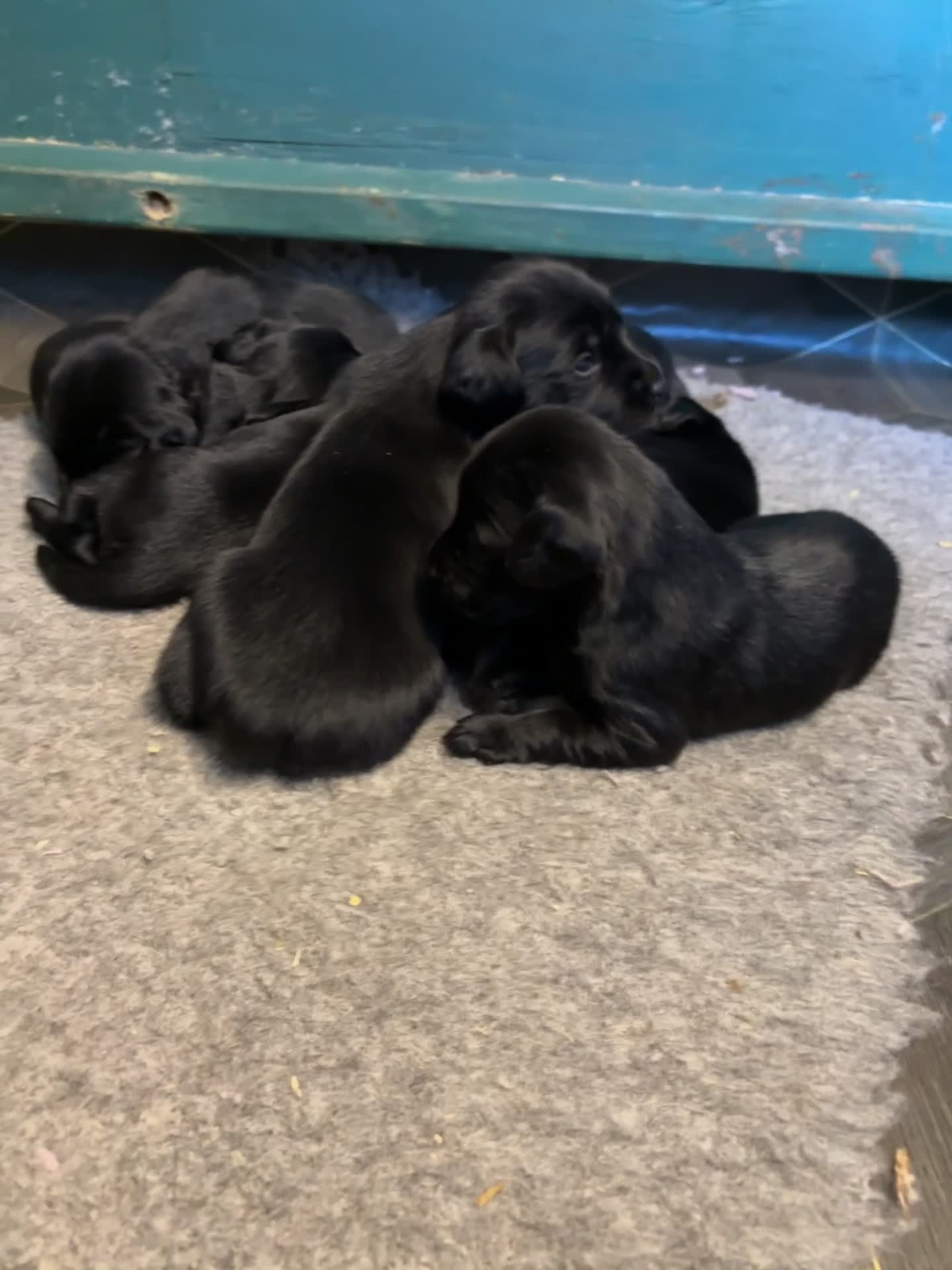 Springador dogs for sale: F1 springador puppies 💙🩷 in Malton - Video 1