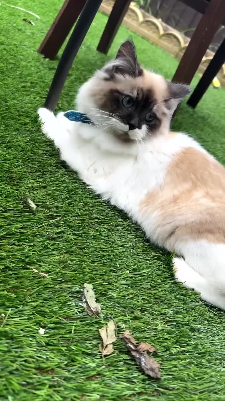 Mixed Breed cats for sale: Siberian & ragdoll cat - Video 2
