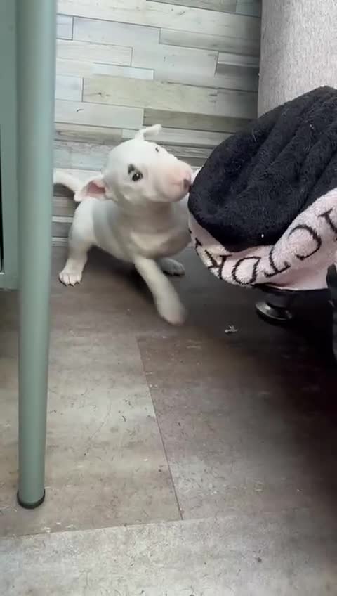 English Bull Terrier dogs for sale: English Bull Terriers Champion Bloodlines  - Video 3