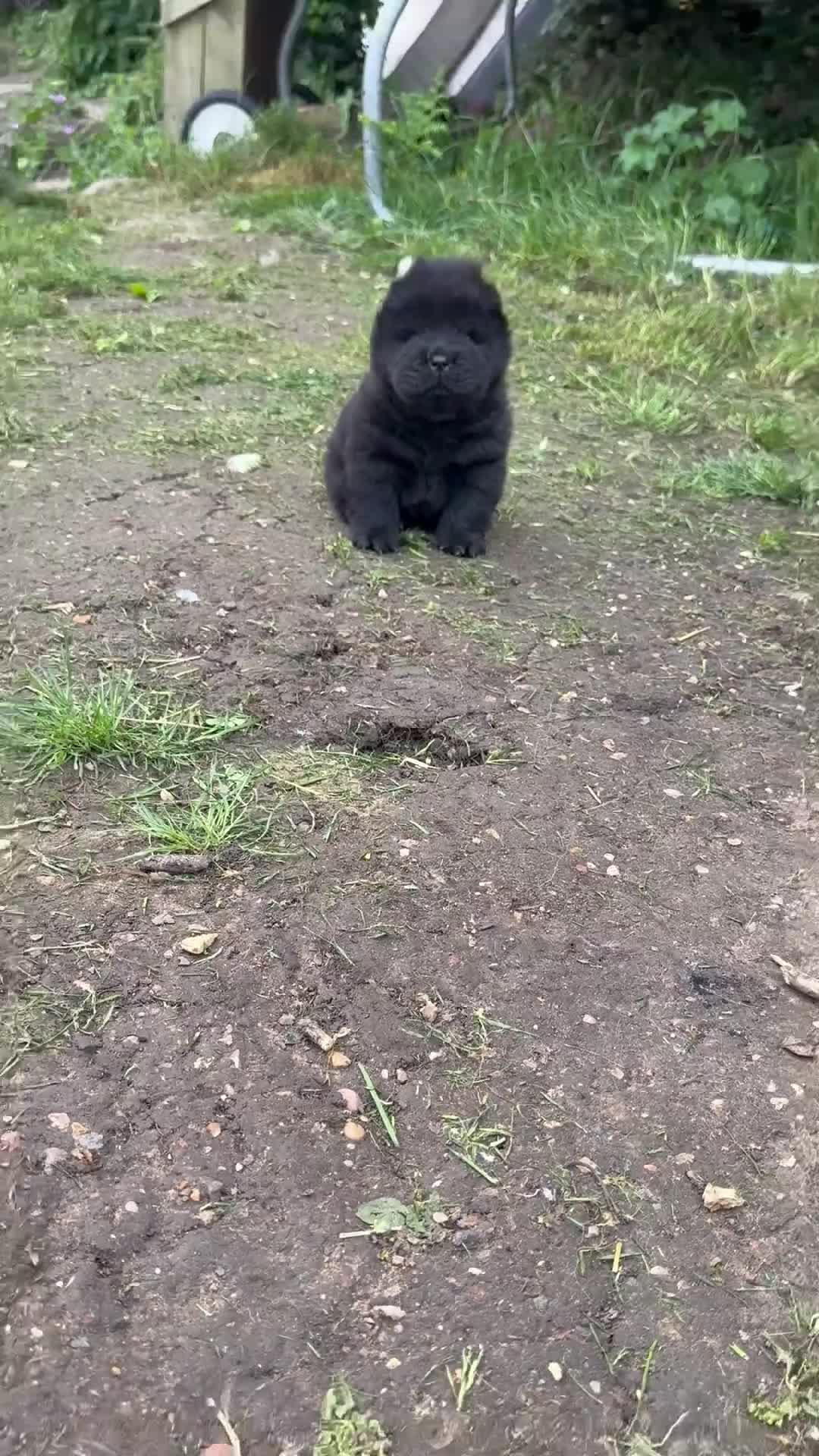 Chow Chow dogs for sale: 3 stunning female Merle & black chows for sale in Grays - Video 3