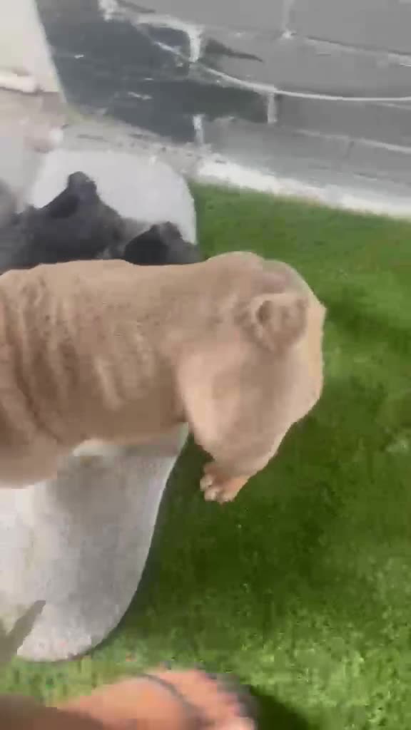 English Bulldog dogs for sale: Two female English Bulldog - Video 1