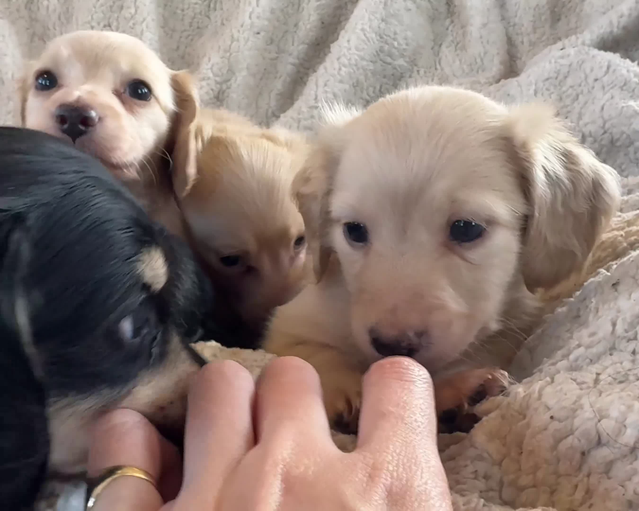 Miniature Dachshund dogs for sale: KC Longhaired Cream Miniature Dachshund Puppies - Video 1