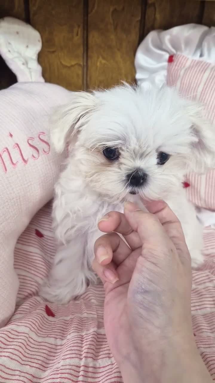 Maltese dogs for sale: 100% Korean‑line Maltese, registered with KKF  - Video 1