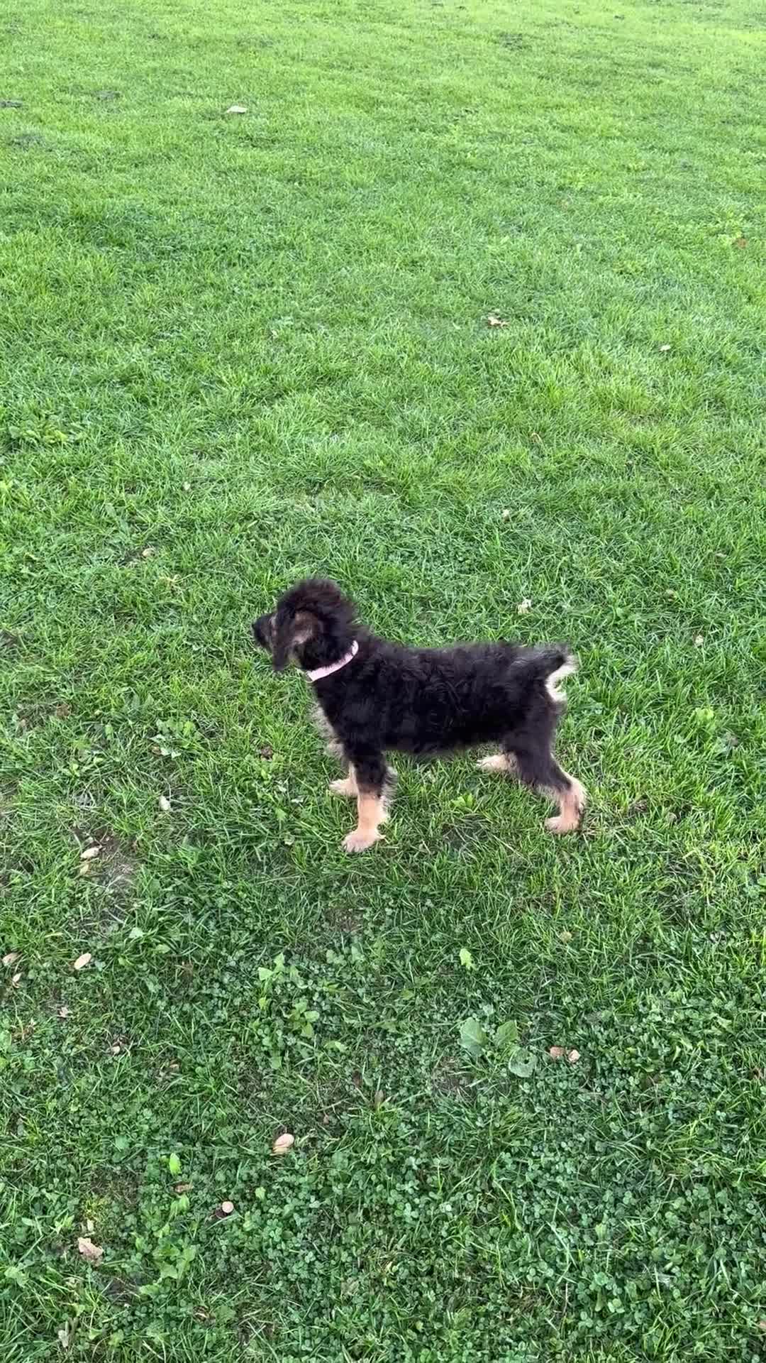 Cockapoo dogs for sale: Daisy  - Video 2