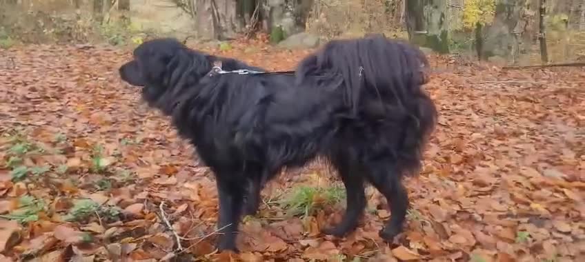 Mixed Breed dogs for adoption: Meet Nero - Video 1