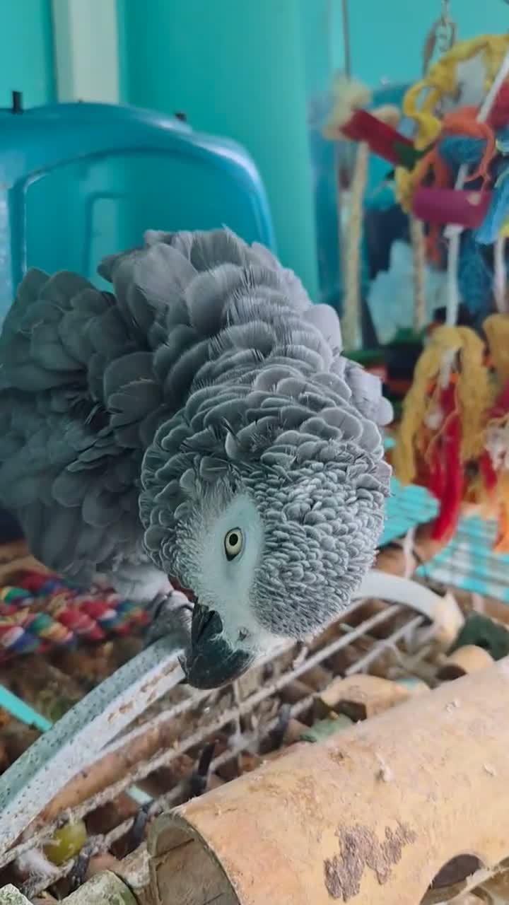 Parrots birds for sale: African Grey  - Video 1
