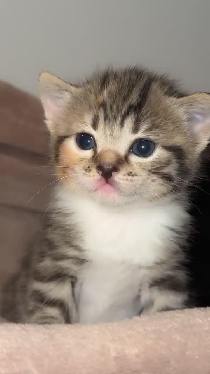Mixed Breed cats for sale: Kittens for sale  - Video 3