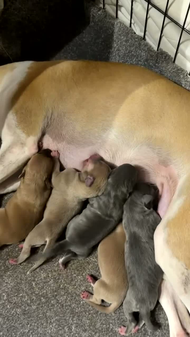 Mixed Breed dogs for sale: 5 Stunning Wiggy Puppies  - Video 1