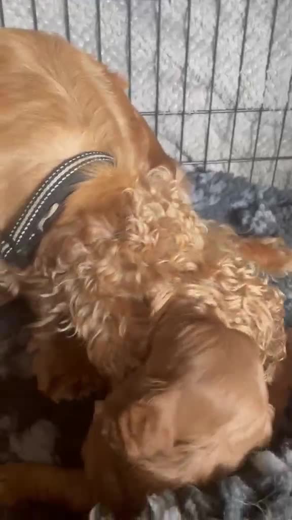 Cockapoo dogs for sale: superb cockapoo puppies - Video 1