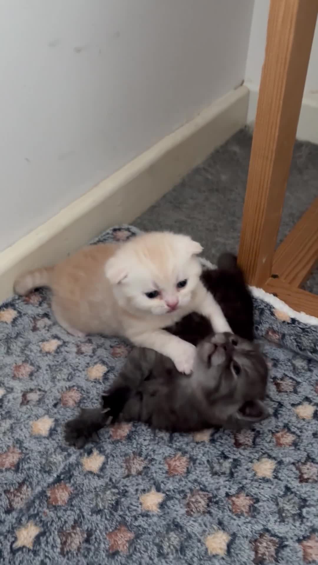 Scottish Fold cats for sale: Adorable 5 Scottish Fold Kittens - Video 5