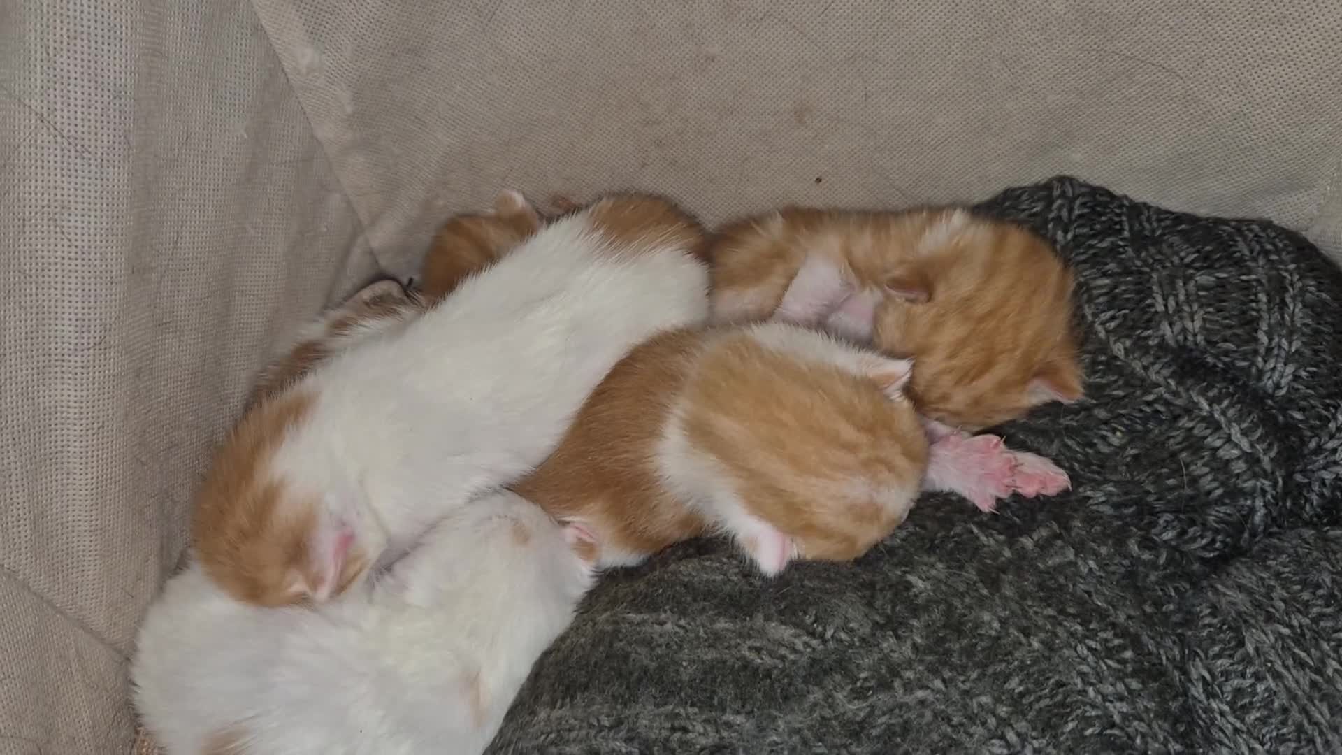 Mixed Breed cats for sale: 5 ginger and white male kittens  - Video 1