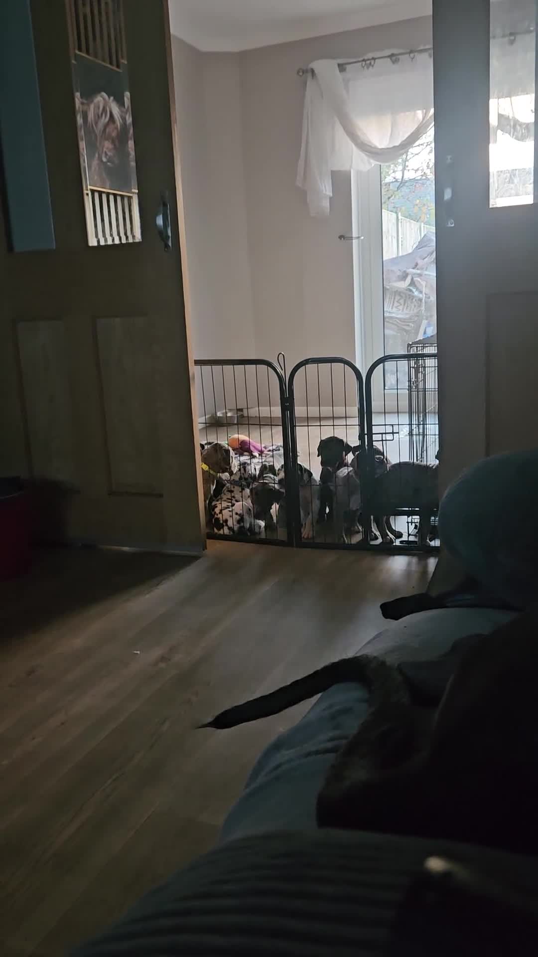 Great Dane dogs for sale: Great dane puppies  - Video 5