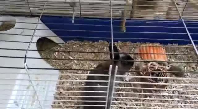 Polish rabbits for sale: 2 female polish dwarf bunnies need rehoming  - Video 1