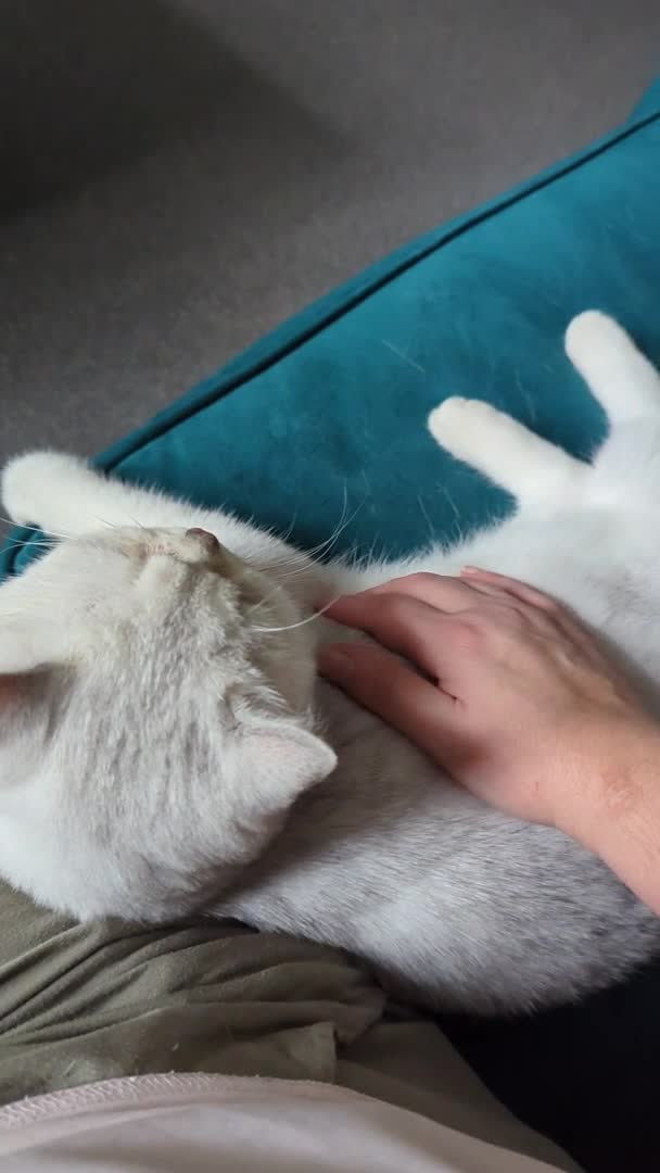 British Shorthair cats for stud:  For Stud, BSH White NS11 GCCF & TICA registred. in Telford - Video 1