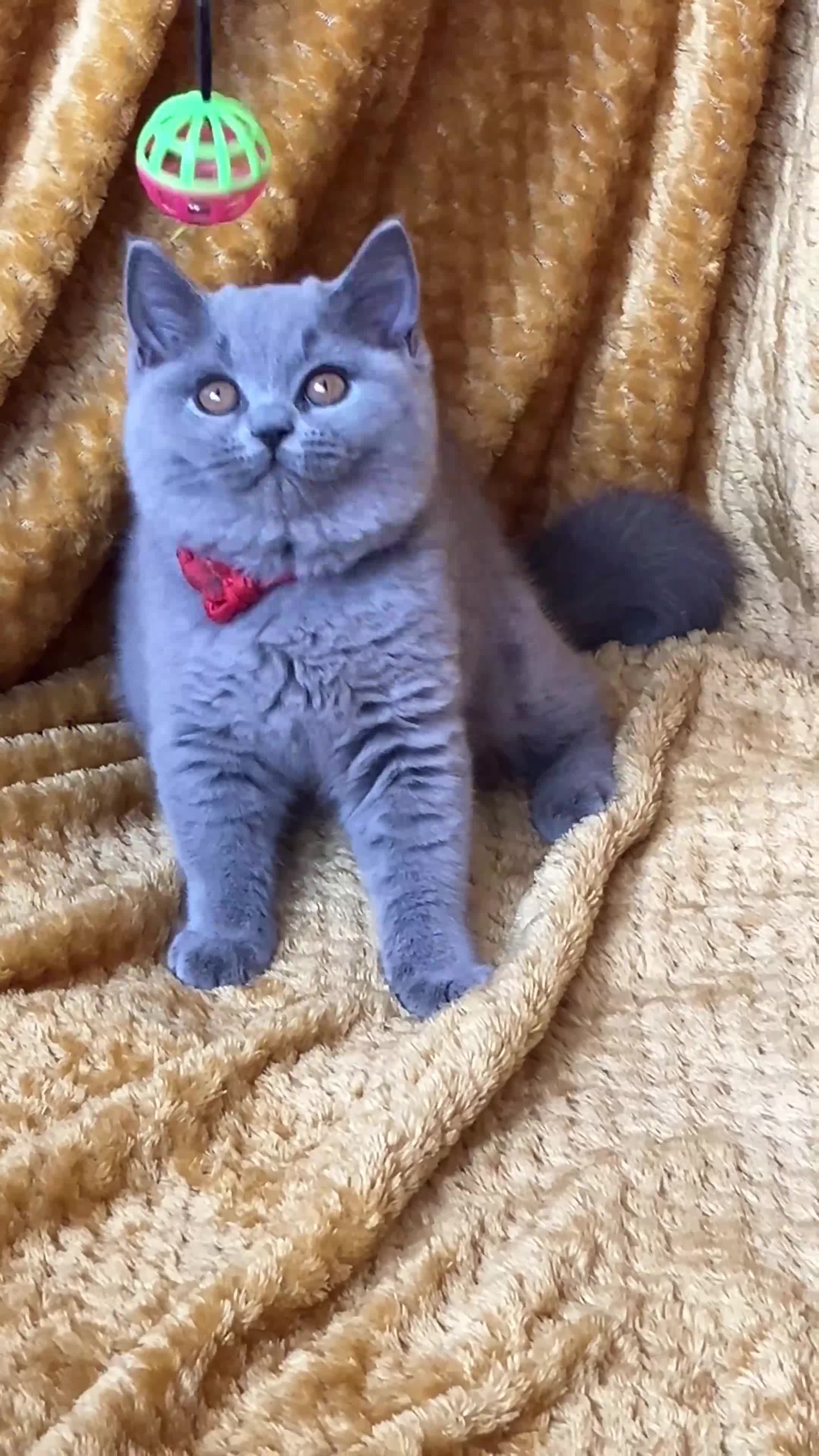British Shorthair cats for sale: GCCF🏆ChampionBloodline 5GENpedigree BSHblue/lilac - Video 2