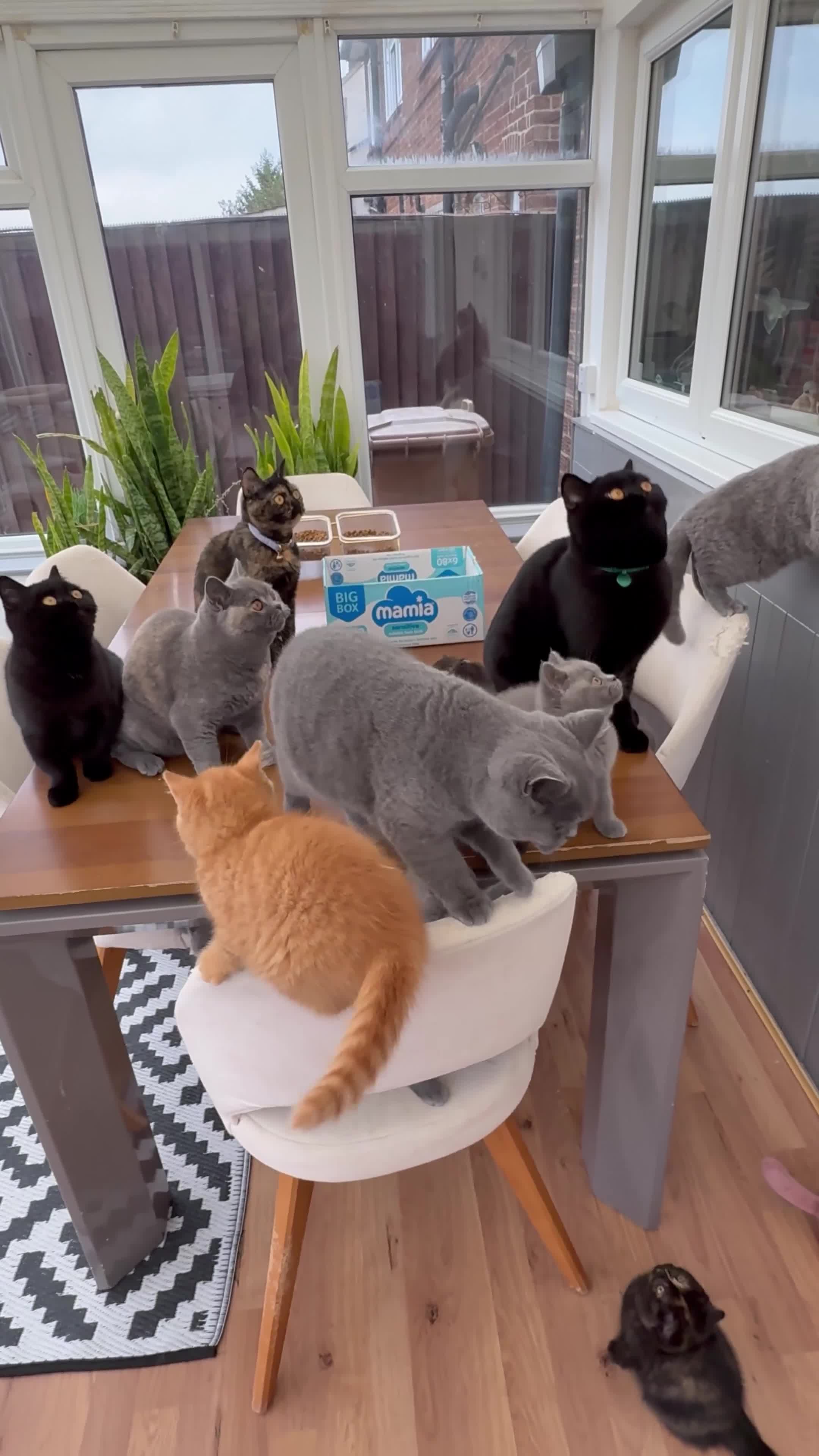 British Shorthair cats for sale: Rare Coloured British Shorthair kittens - Video 1