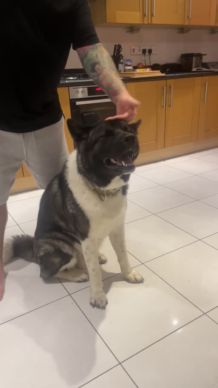 Akita dogs for stud: Looking to breed Bear with another American Akita  - Video 2