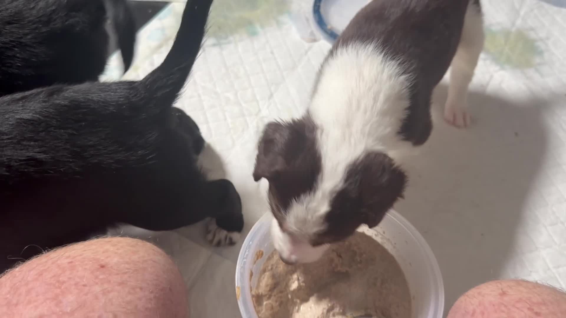 Mixed Breed dogs for sale: Lovely Cockapoo/Border Collie puppies in Abergavenny - Video 1