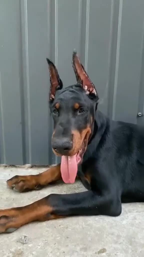 Dobermann dogs for sale: 6 month old stunning male  - Video 3