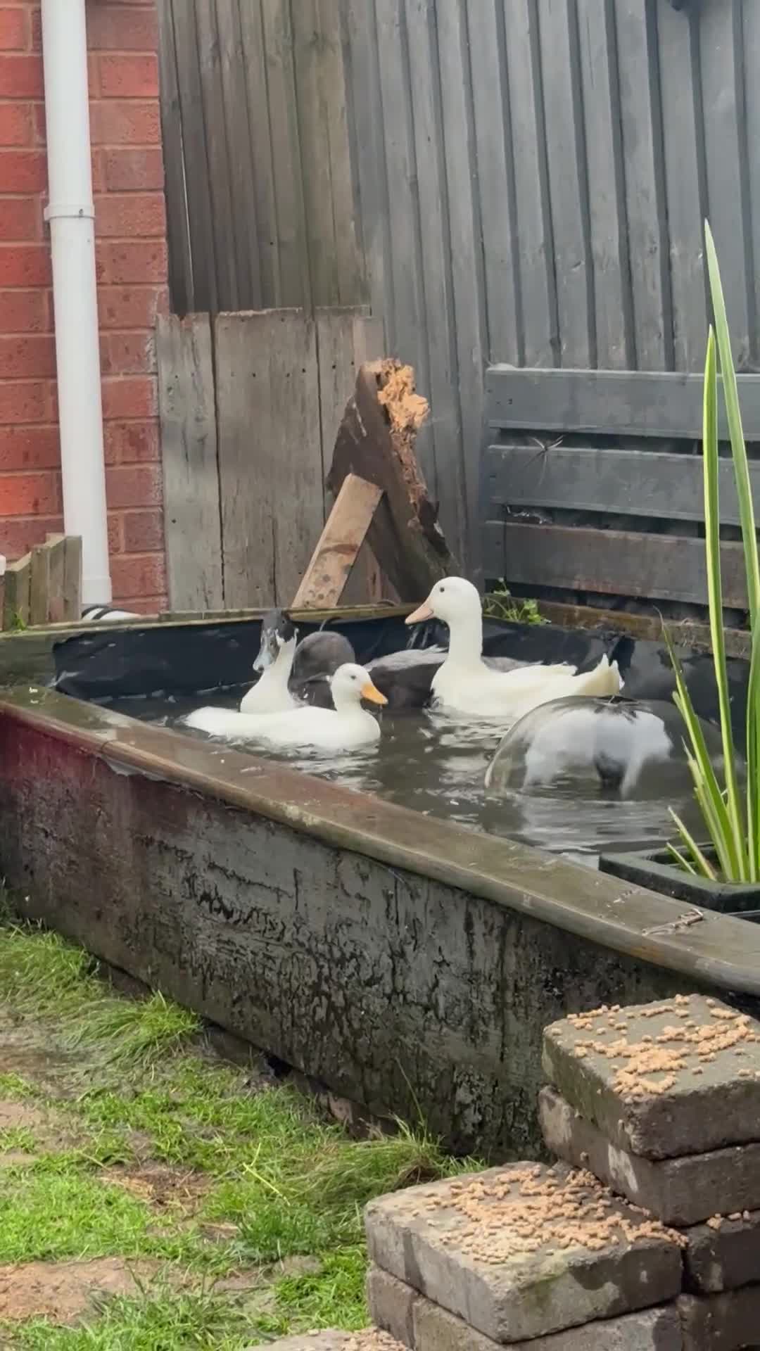 Ducks poultry for sale: Runner Ducks & Call Duck - Video 1