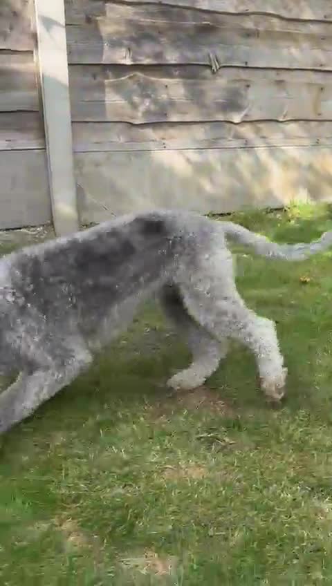 Bedlington Terrier dogs for sale: Stunning Bedlington Terrier puppies  - Video 3