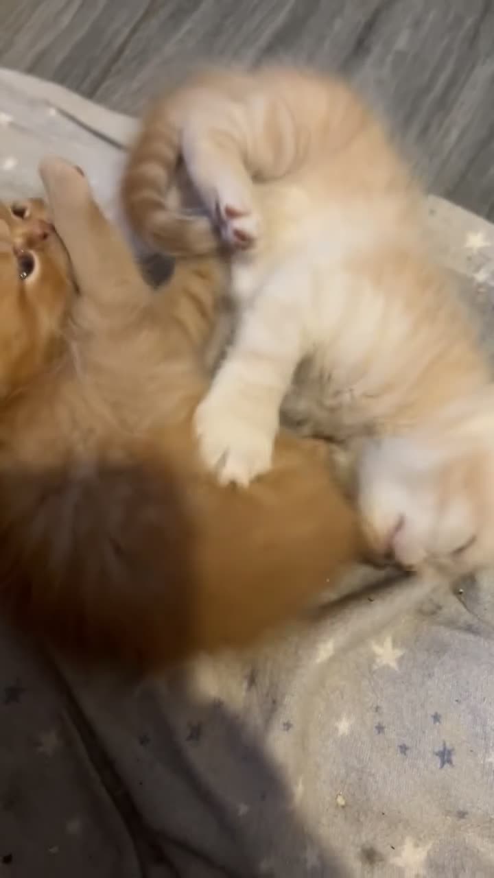 Persian cats for sale: Beautiful Persian baby’s  - Video 1