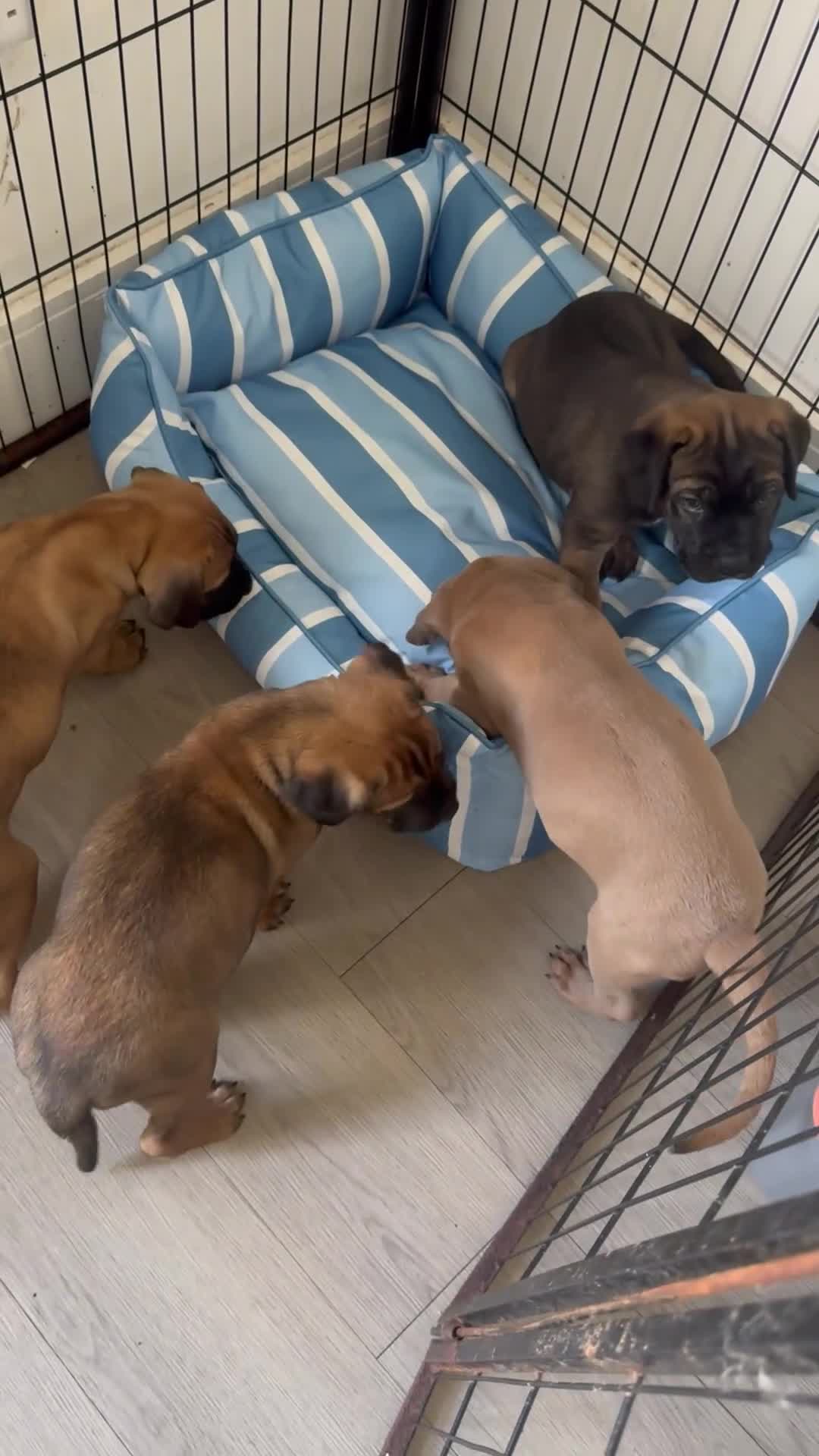 Cane Corso dogs for sale: Ready now 4 beautiful caneCorso pups - Video 3