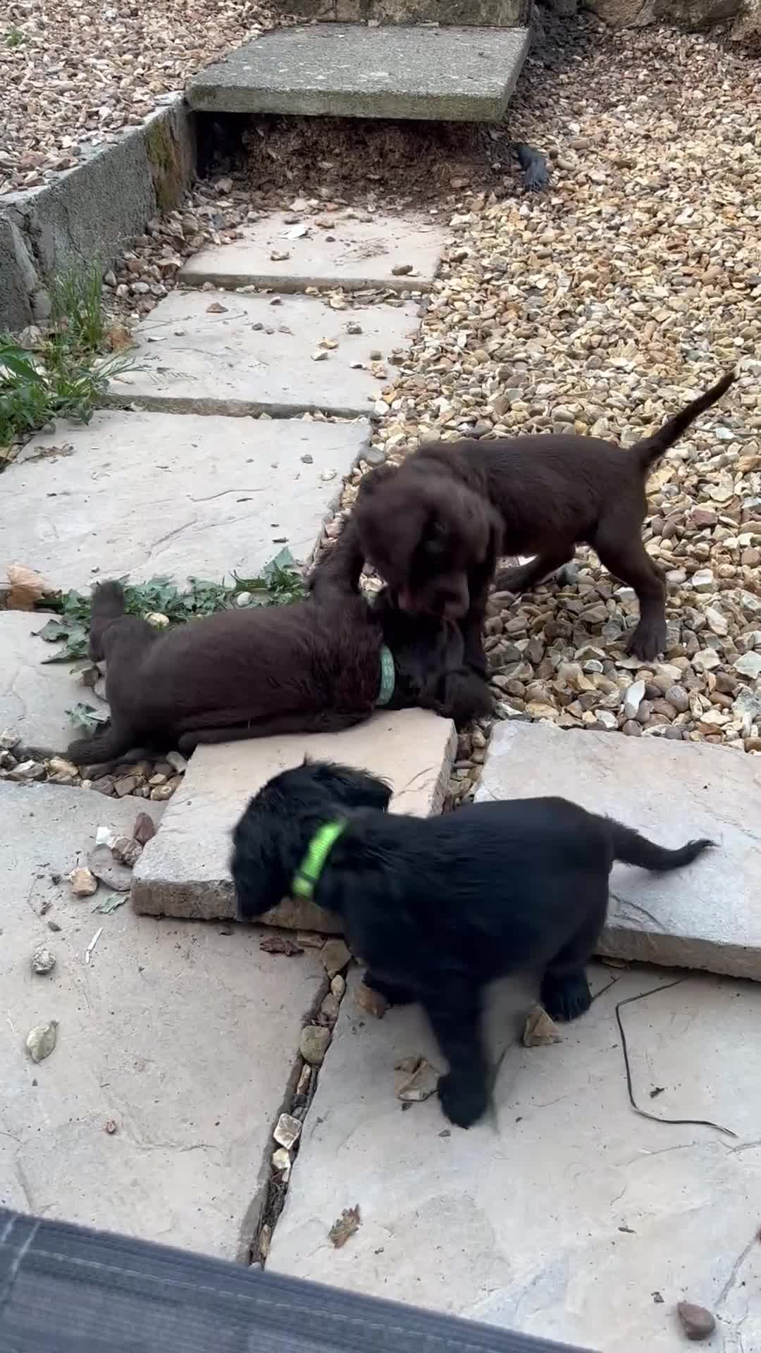 Cocker Spaniel dogs for sale: Cocker Spaniel Puppies - Video 1