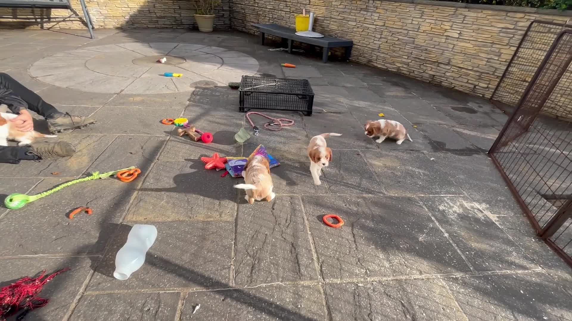 Cavalier King Charles Spaniel dogs for sale: Cavalier King Charles  - Video 5