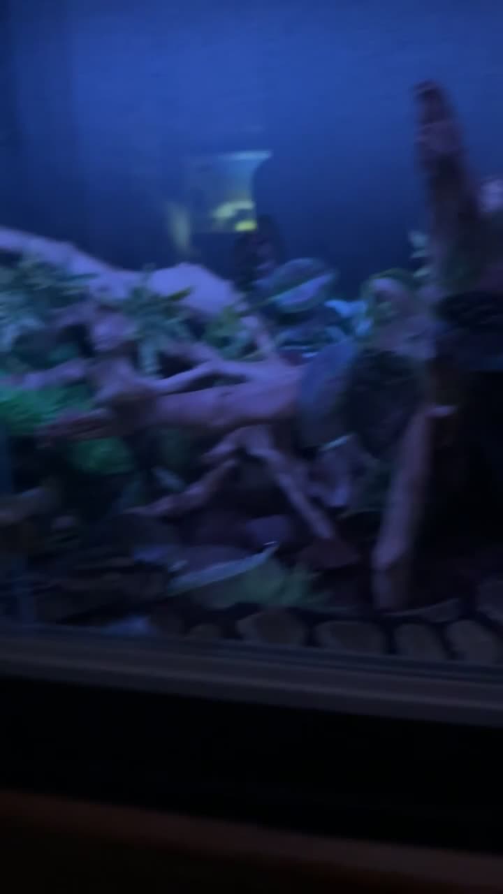 Python Snake reptiles for sale: Ball python  in Wallasey - Video 1