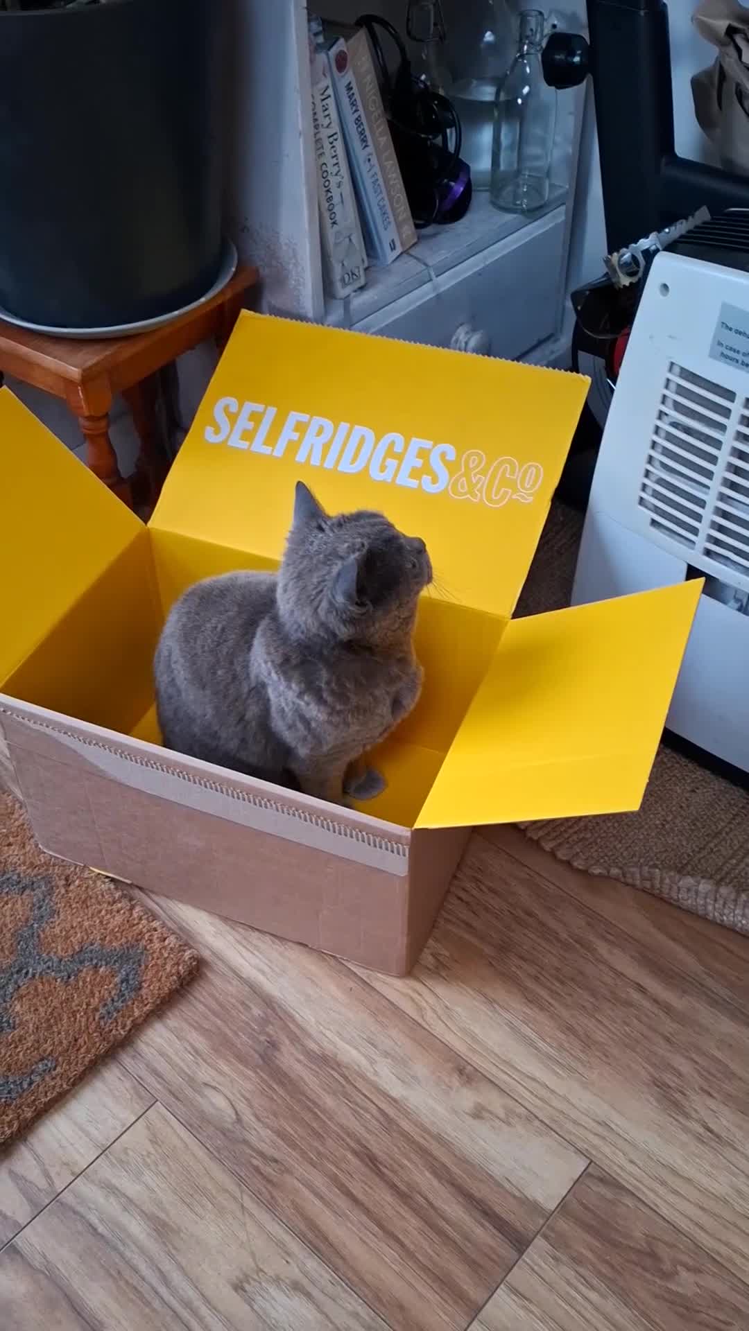 British Shorthair cats for sale: Silver in Keighley - Video 1