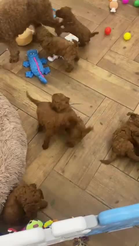 Miniature Poodle dogs for sale: KC HEALTH TEST PUPS - POLICE K9 TRAINER 5* BREEDER - Video 1