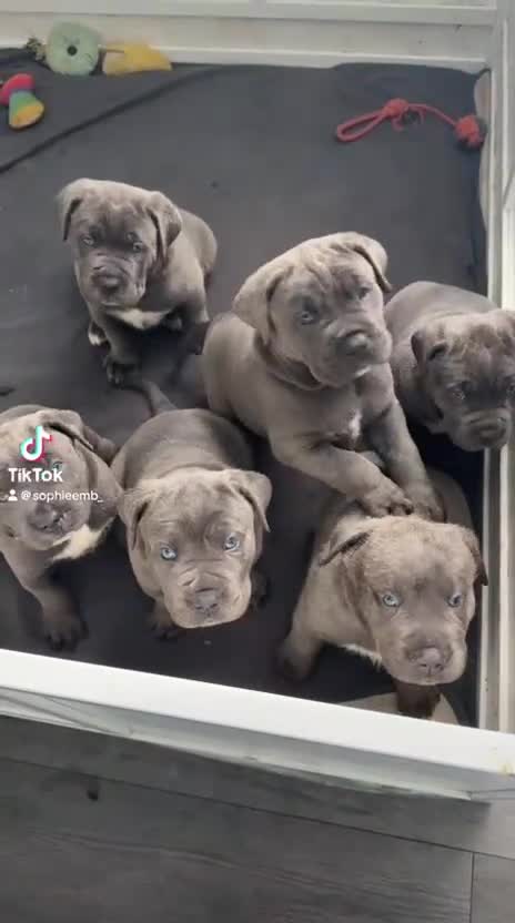 Cane Corso dogs for sale: Champion Bloodline Cane Corso Puppies - Video 1