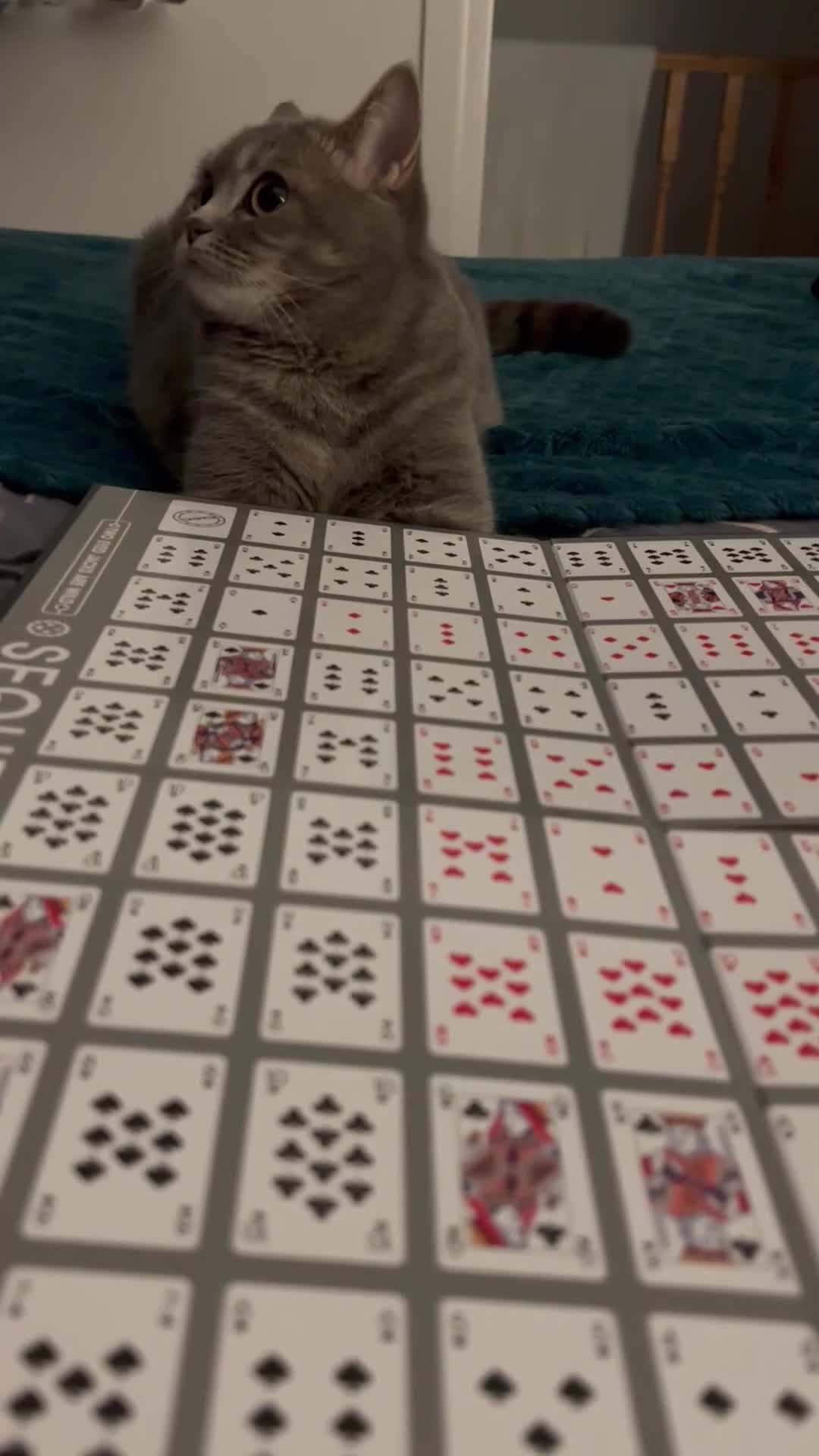 Scottish Fold cats for sale: Scottish fold beautiful girl - Video 1