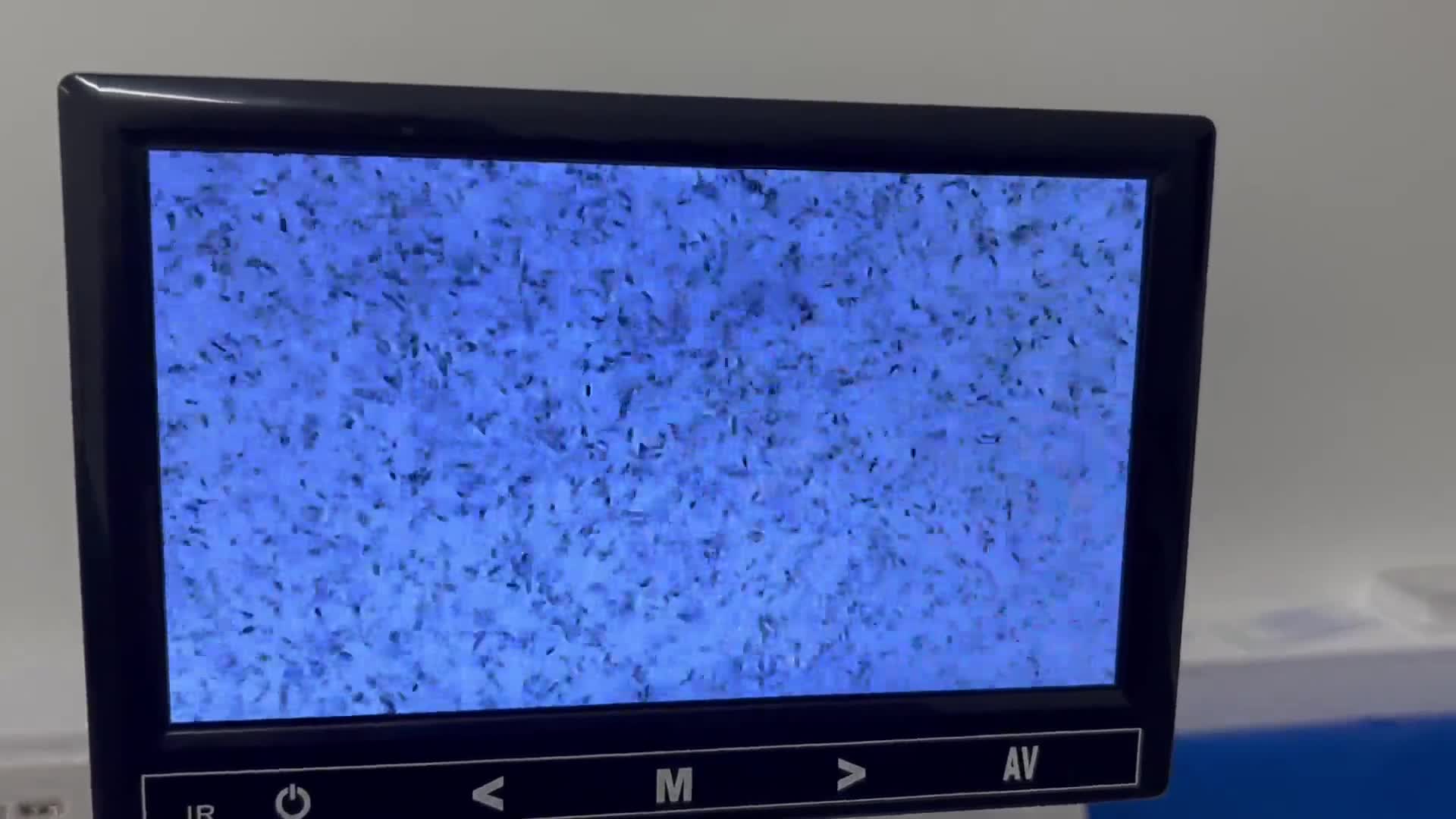 Miniature Dachshund dogs for stud: Proven, KC, PRA clear, tested, Miniature Dachshund in Hinckley - Video 2