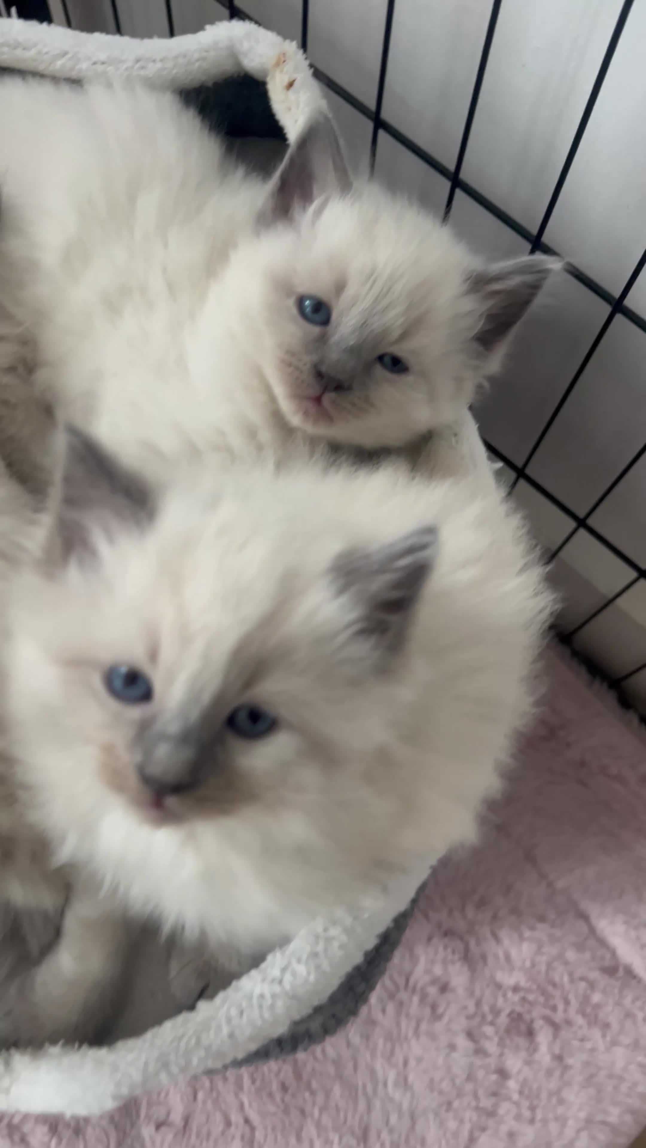 Ragdoll cats for sale: Blue point Ragdoll kittens  - Video 1