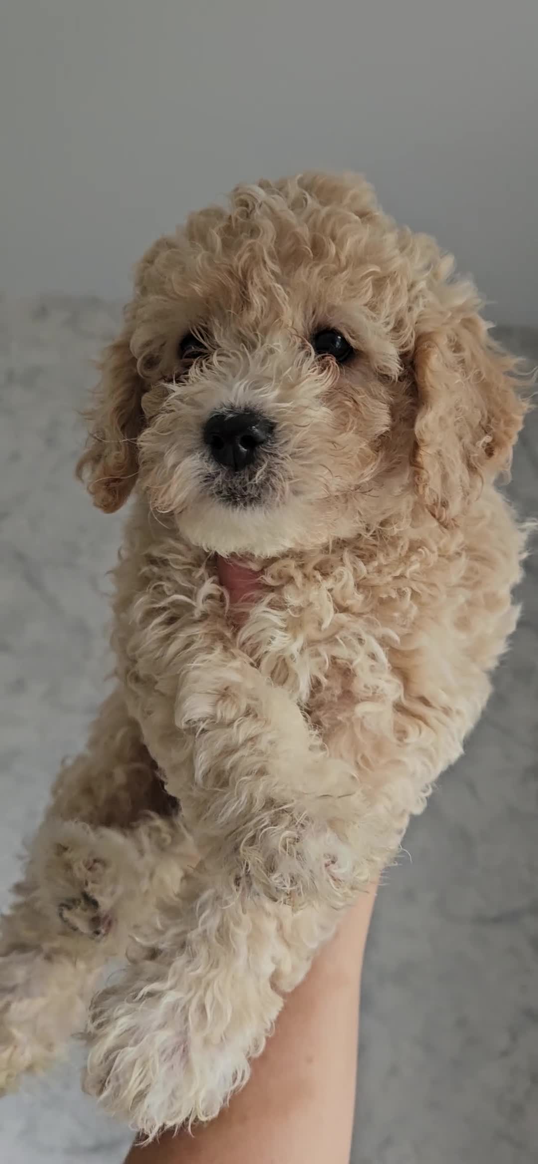 Mini Goldendoodle dogs for sale: Toy Goldendoodle Pups✨READY TO GO TO FOREVER HOMES - Video 5