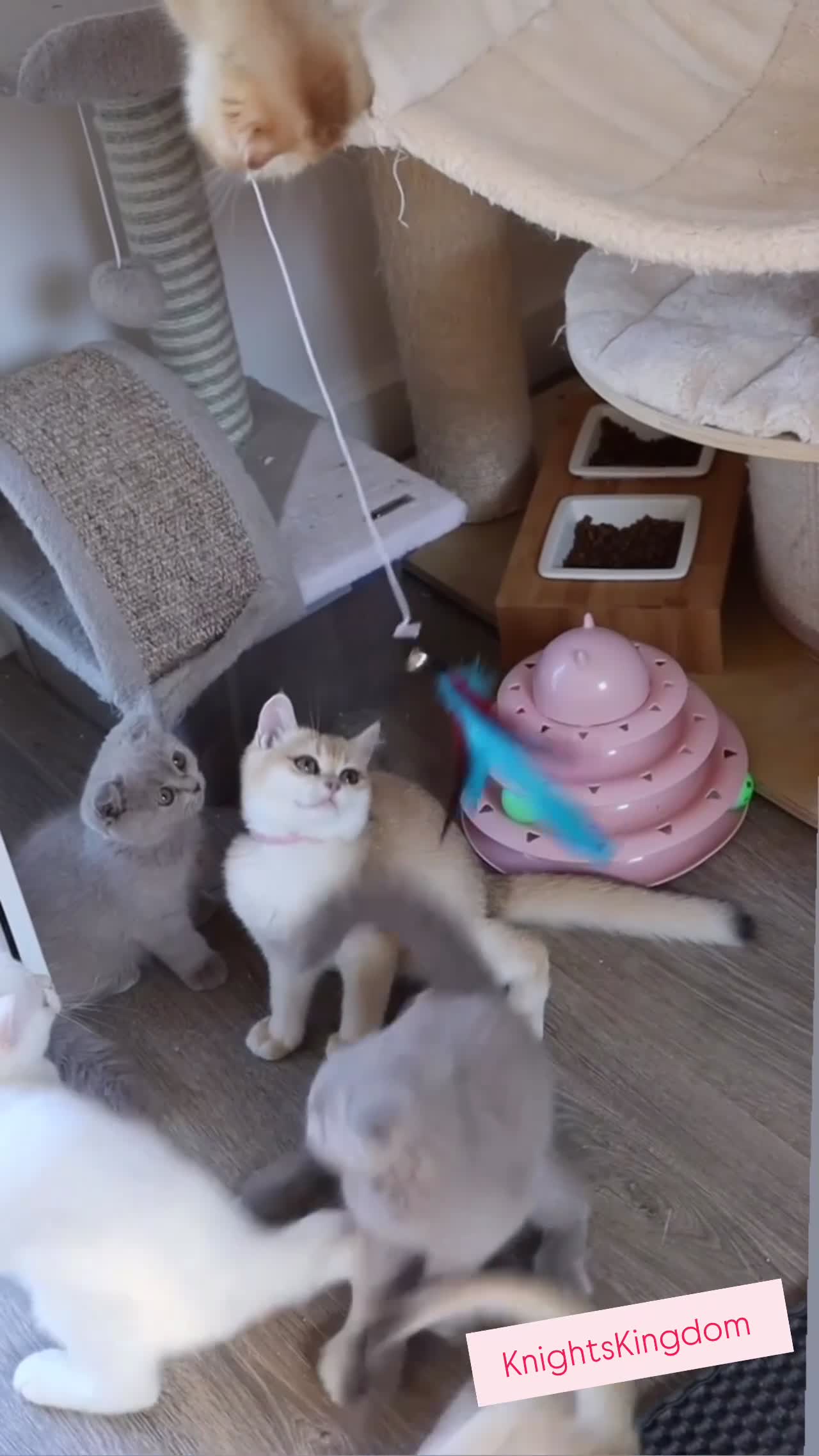 British Shorthair cats for sale: Ready Champion lines BSH kittens  - Video 2