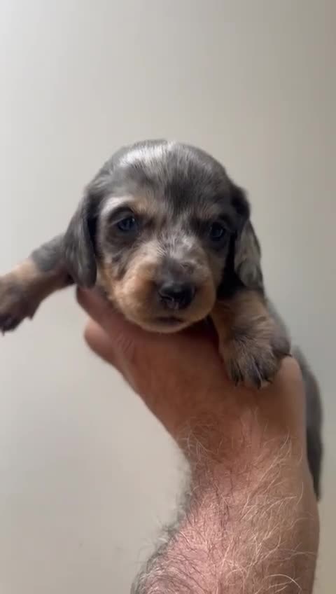 Dachshund dogs for stud: Dachshund for stud 25£ deposit r in Burnley - Video 2