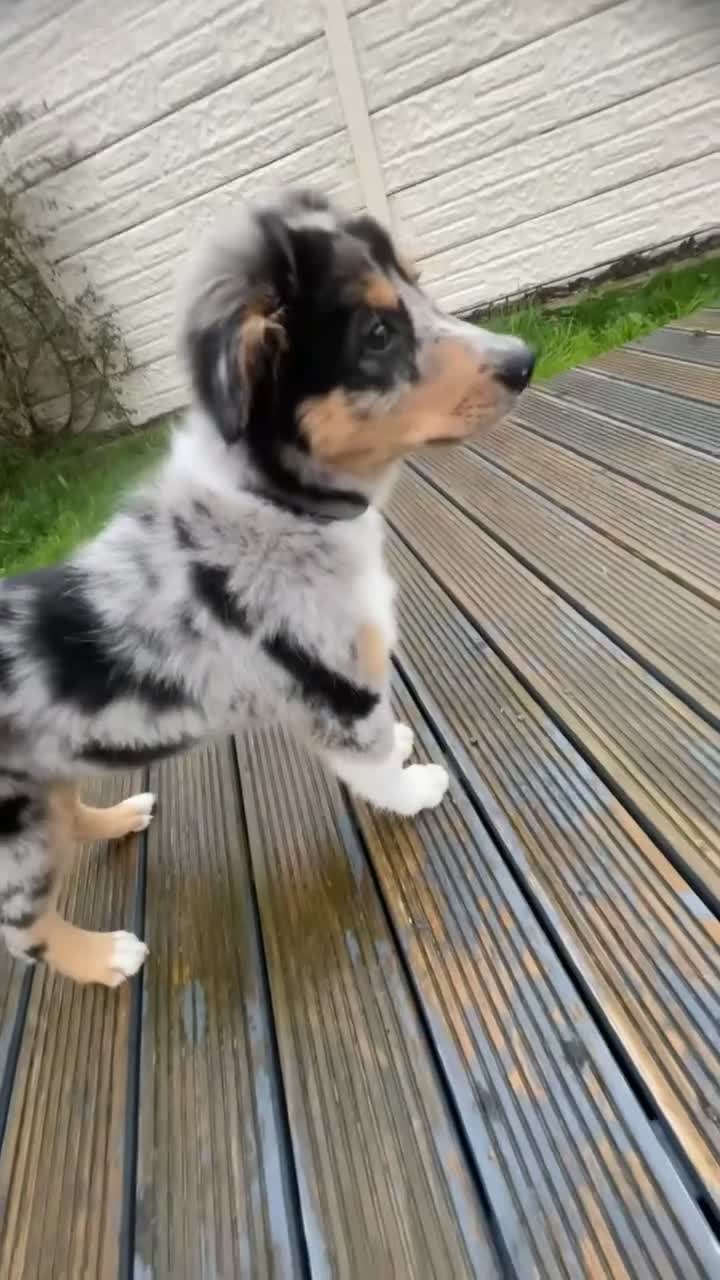 Border Collie dogs for stud: BORDER COLLIE STUD AVAILABLE in Prescot - Video 5