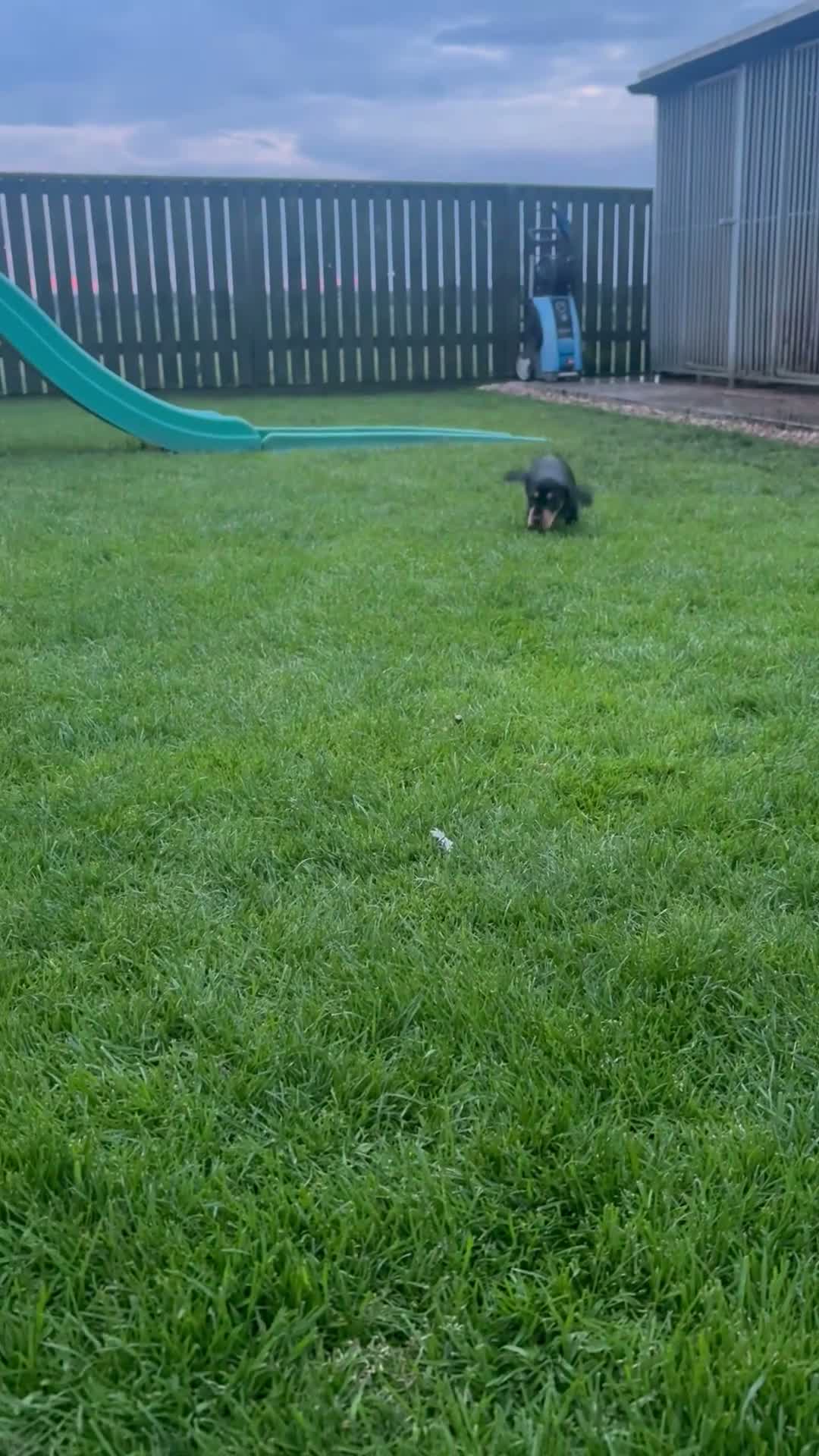 Mixed Breed dogs for sale: Teckel x Cocker spaniel  in Carlisle - Video 1