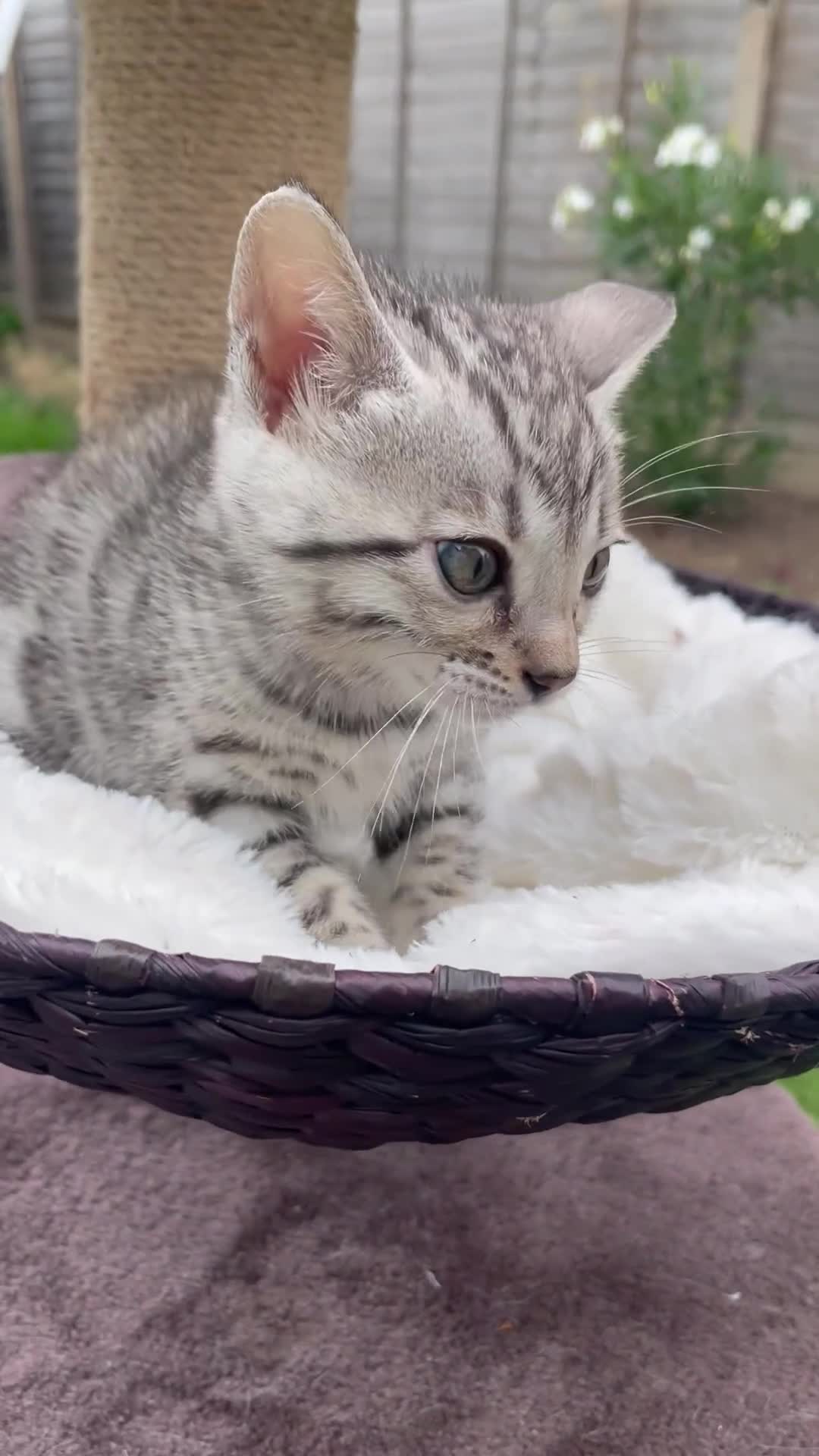 Bengal cats for sale: 3 Pure Bengals left  - Video 2
