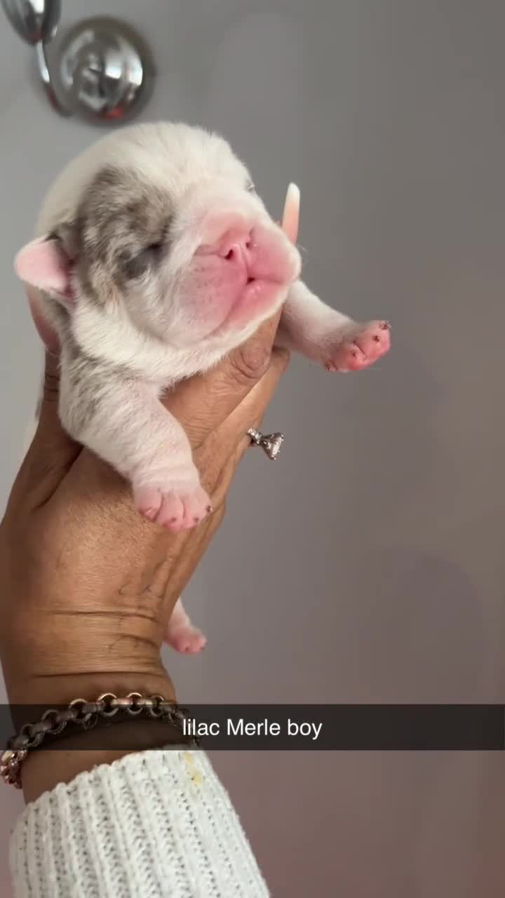 English Bulldog dogs for sale: Beautiful English bulldog puppies ***10/10DNA - Video 1
