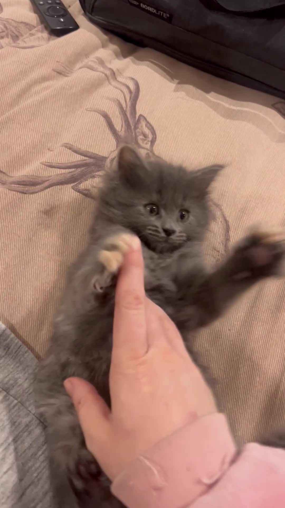 Maine Coon cats for sale: Maine coon kittens - Video 2