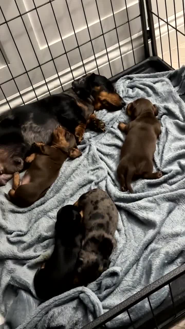 Miniature Dachshund dogs for sale: 3 girl miniature dachshunds  - Video 4