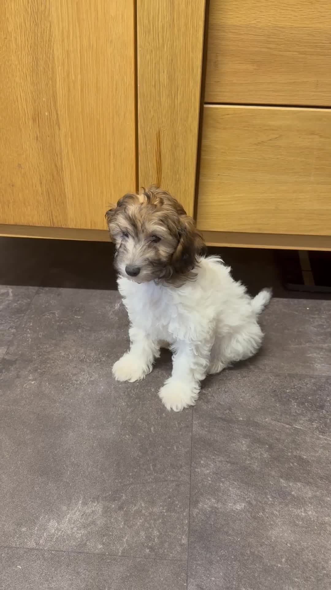 Chipoo dogs for sale: Last female silver phantom Toy Poodle Puppy - Video 2